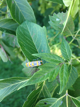 18.https www inaturalist org photos 1088353.580x360