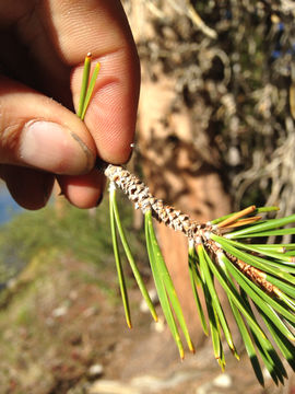 Image of <i>Pinus contorta murrayana</i>