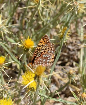 Image of Coronis Fritillary