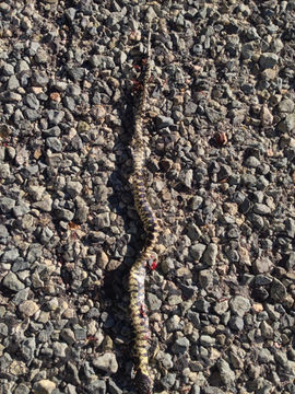 Image of Desert kingsnake
