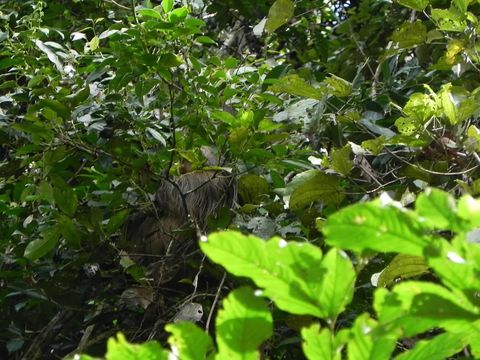 Image of Linnaeus’s Two-toed Sloth