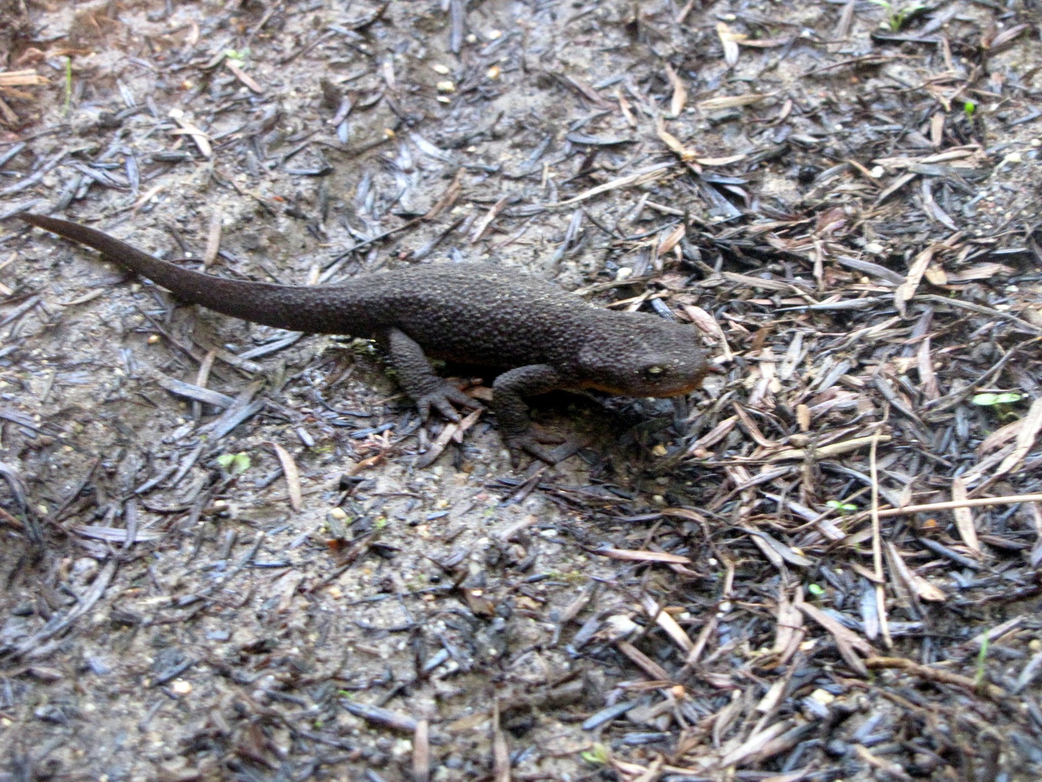 Image of Rough-skinned Newt
