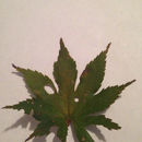 Image of <i>Acer palmatum</i>