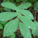 Image of <i>Uvularia grandiflora</i>