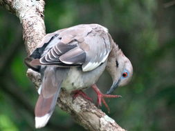Image of White-winged dove