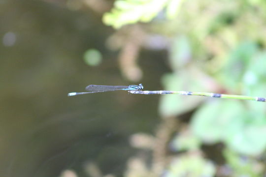 Image of Acanthagrion quadratum Selys 1876