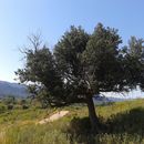 Image of <i>Quercus ilex</i>