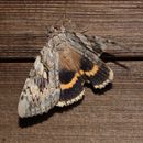Image of Yellow-banded Underwing