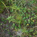 Image of <i>Cyperus haspan</i>