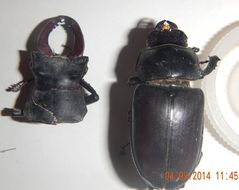 Image of Stag Beetle