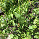Image of <i>Acalypha ostryifolia</i>