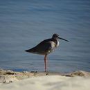 Image of Spotted redshank