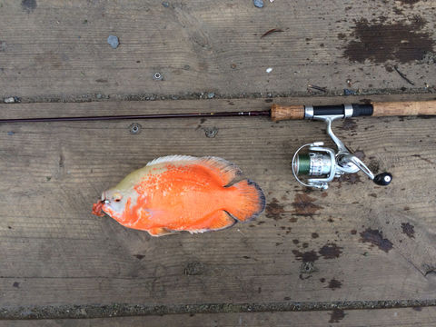 Image of Marble cichlid