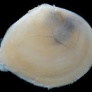 Image of common Atlantic abra