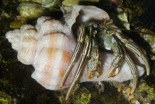 Image of Thinstripe Hermit Crab