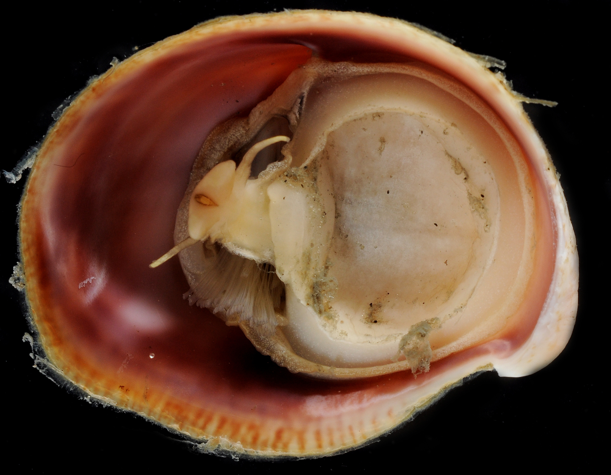 Slipper Limpets Media Encyclopedia Of Life