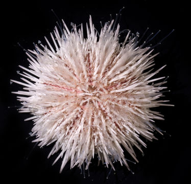 18.https www inaturalist org photos 1094527.580x360