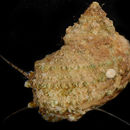 Image of chestnut turban