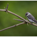 Image of Mangrove Swallow