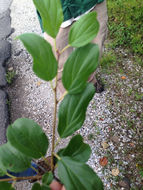 Image of <i>Rhamnus cathartica</i>