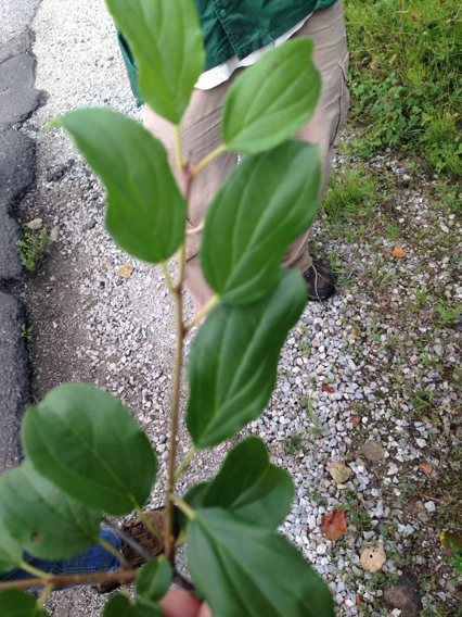 Image of <i>Rhamnus cathartica</i>