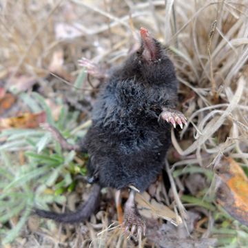 18.https www inaturalist org photos 1095841.580x360