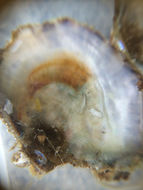 Image of Olympia oyster