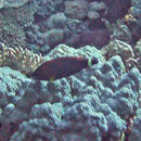 Image of Chisel-tooth wrasse