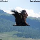 Image of Cinereous vulture