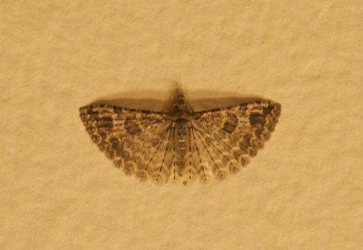 18.https www inaturalist org photos 1098765.580x360