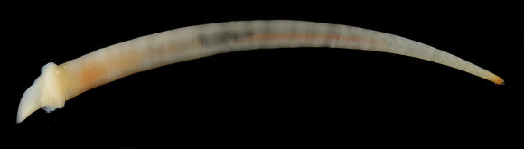 Image of ivory tuskshell