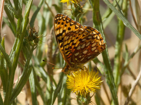 Image of Coronis Fritillary