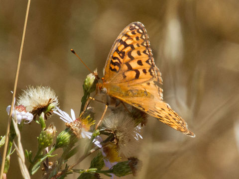 Image of Coronis Fritillary