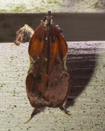 Image of Boxwood Leaftier