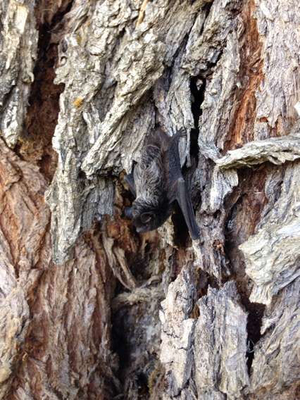 Silver Haired Bat Encyclopedia Of Life