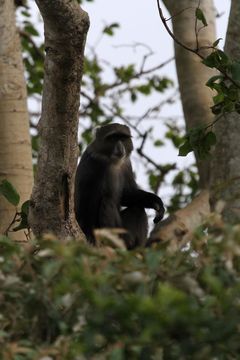 Image of blue monkey
