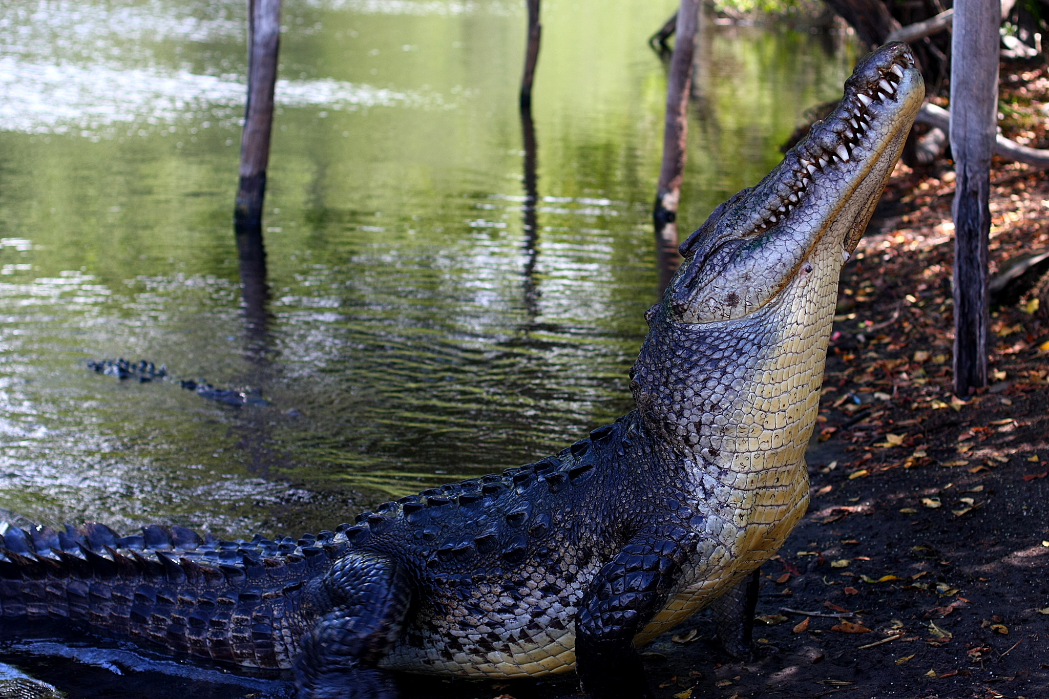 American Crocodile Encyclopedia of Life