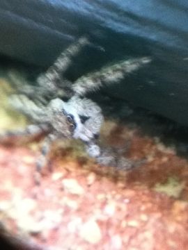 Image of Tan Jumping Spider