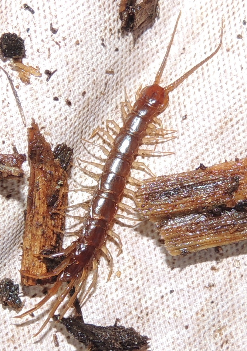 Image of Lithobius forficatus (Linnaeus 1758)
