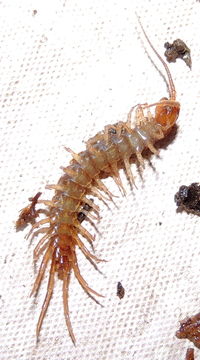 Image of Common centipede
