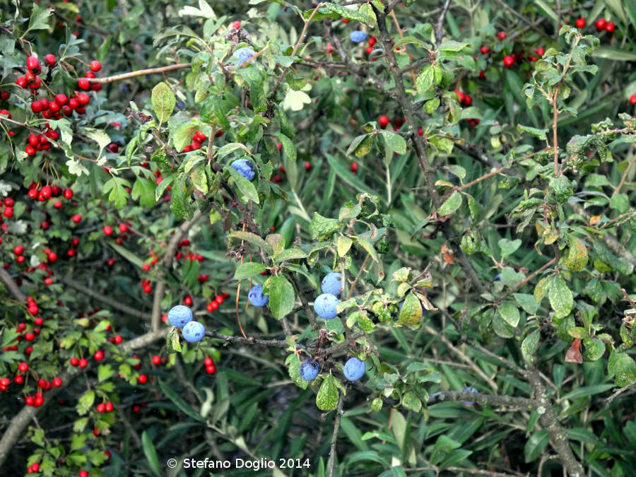 Image of <i>Prunus spinosa</i>