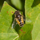 Image of Syrphid fly