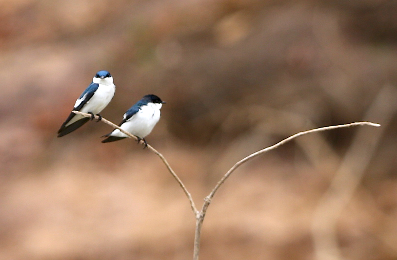 Image of White-winged Swallow