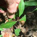 Image of <i>Ditrysinia fruticosa</i>