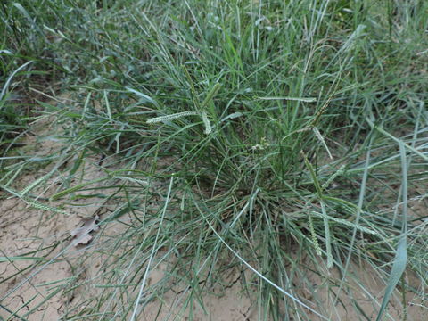 Image of <i>Eleusine indica</i>