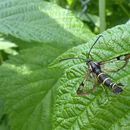 Image of currant and gooseberry borer