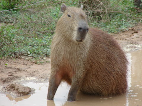 18.https www inaturalist org photos 1105526.580x360
