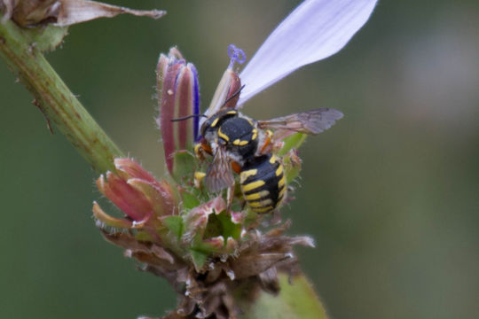 Image of European wool carder bee