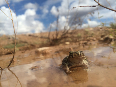 Image of Couch's Spadefoot