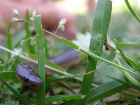 18.https www inaturalist org photos 1107005.580x360